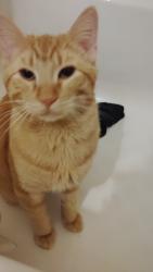 Lost Male Cat last seen local hosp , Wellington, KS 67152