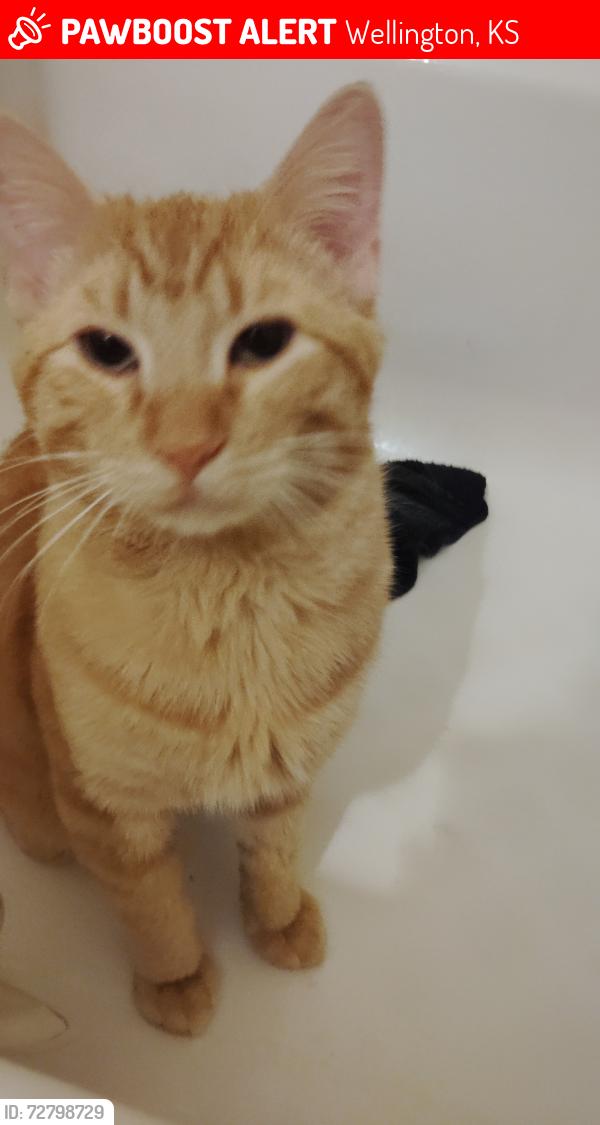Lost Male Cat last seen local hosp , Wellington, KS 67152