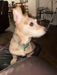 Found/Stray Male Dog last seen Mack rd and Elsie ave, Sacramento, CA 95823