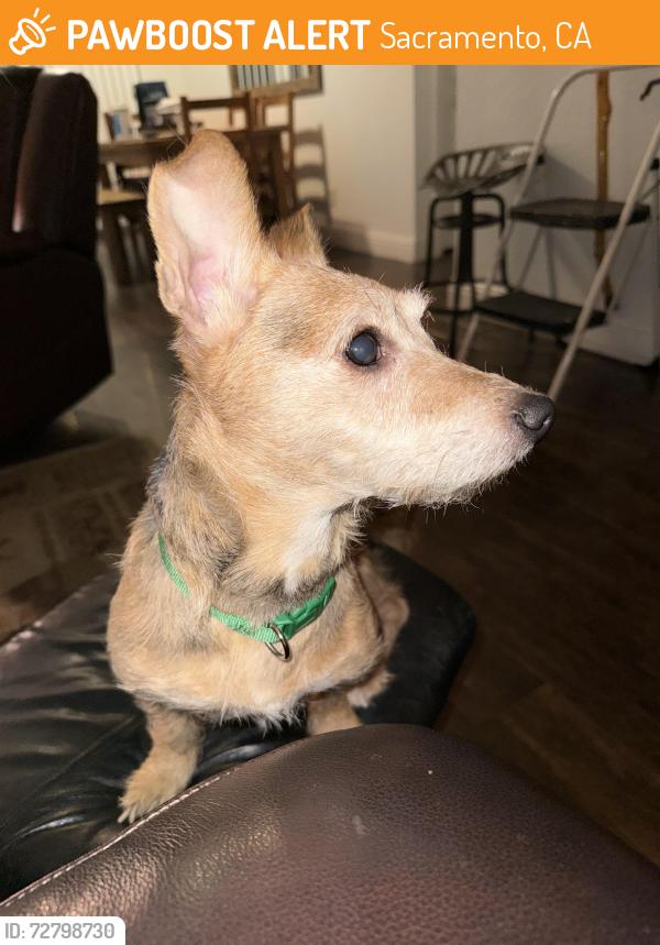 Found/Stray Male Dog last seen Mack rd and Elsie ave, Sacramento, CA 95823