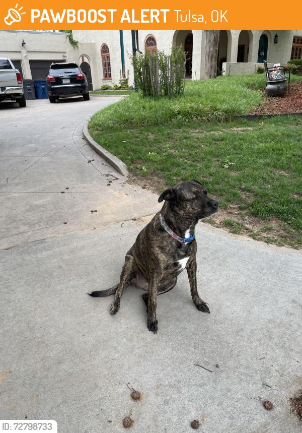 Found/Stray Female Dog last seen 26th St/Woodward Blvd, Tulsa, OK 74114
