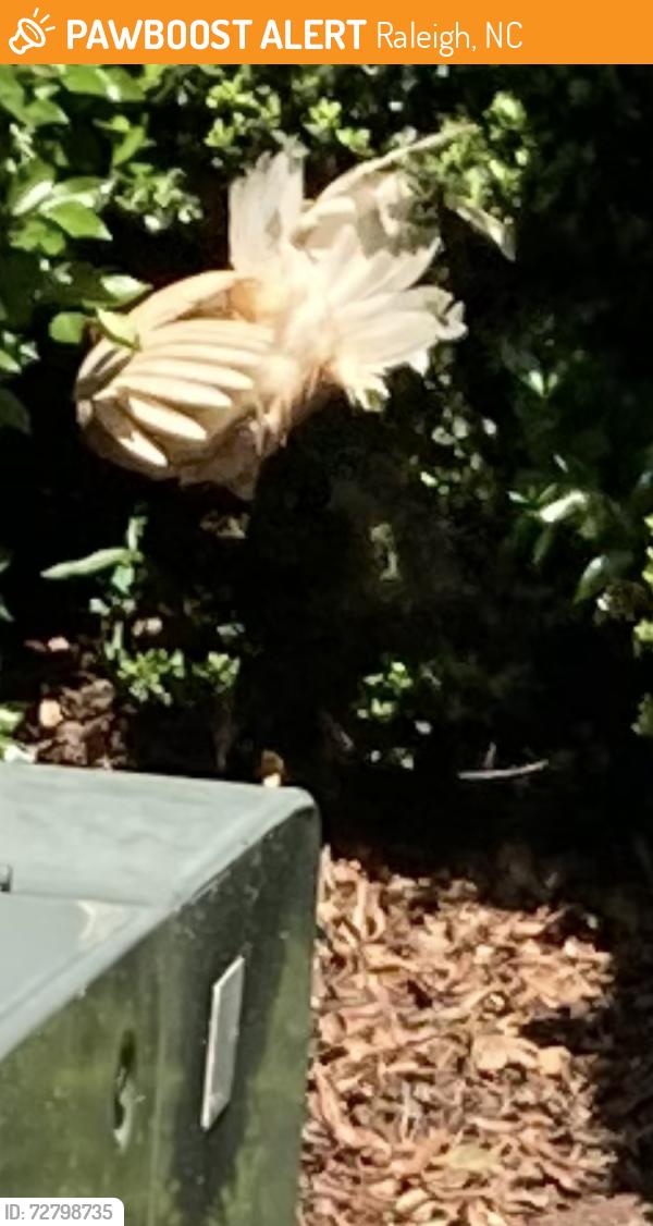 Found/Stray Unknown Other last seen Cortland , Raleigh, NC 27617
