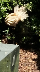 Found/Stray Unknown Other last seen Cortland , Raleigh, NC 27617