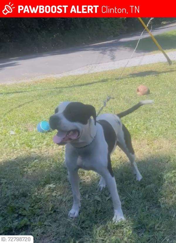 Lost Male Dog last seen Long hollo , Clinton, TN 37716