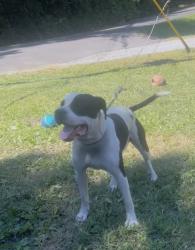 Lost Male Dog last seen Long hollo , Clinton, TN 37716