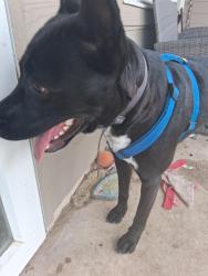 Found/Stray Male Dog last seen Talley and Morgan Path , San Antonio, TX 78253
