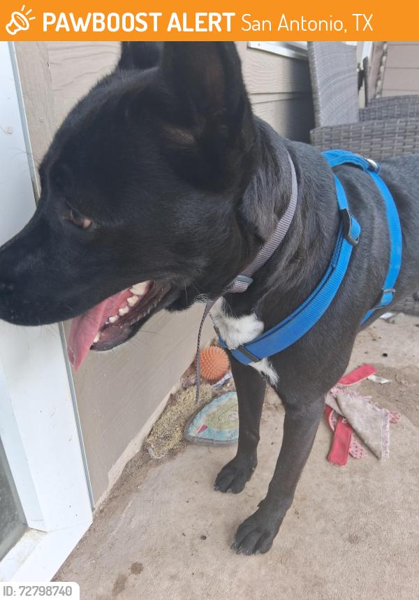 Found/Stray Male Dog last seen Talley and Morgan Path , San Antonio, TX 78253