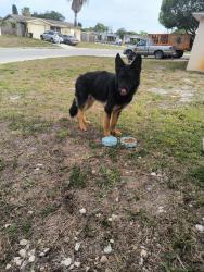 Found/Stray Male Dog last seen Embassy , Port Richey, FL 34668