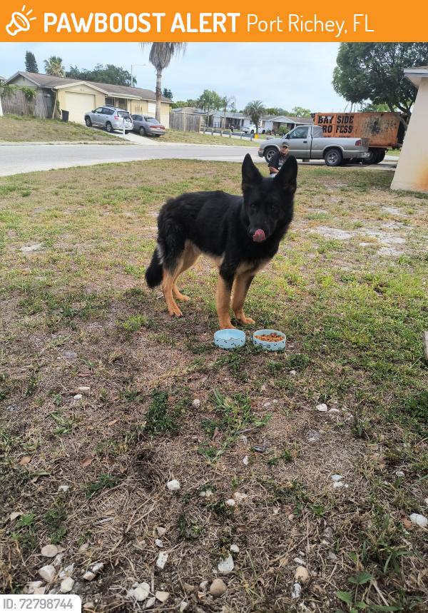 Found/Stray Male Dog last seen Embassy , Port Richey, FL 34668