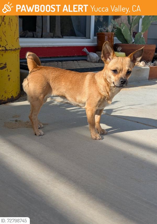 Found/Stray Female Dog last seen Kickapoo Trail & Skyline Ranch Rd, Yucca Valley, CA 92284