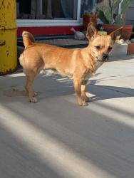 Found/Stray Female Dog last seen Kickapoo Trail & Skyline Ranch Rd, Yucca Valley, CA 92284