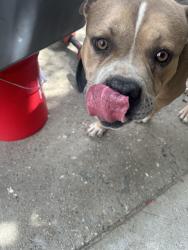 Found/Stray Male Dog last seen 40th and stoddard, San Bernardino, CA 92407