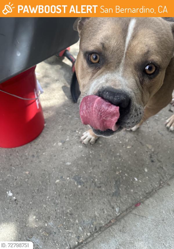 Found/Stray Male Dog last seen 40th and stoddard, San Bernardino, CA 92407