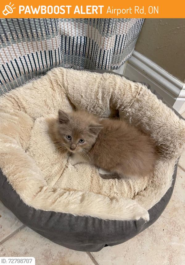 Found/Stray Unknown Cat last seen Airport Road near 288 , Airport Rd, ON 
