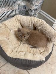 Found/Stray Unknown Cat last seen Airport Road near 288 , Airport Rd, ON 