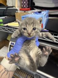 Shelter Stray Female Cat last seen New Bern, NC 28562, New Bern, NC 28562