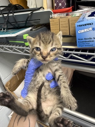 Shelter Stray Male Cat last seen New Bern, NC 28562, New Bern, NC 28562