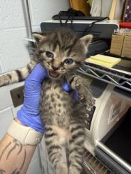 Shelter Stray Female Cat last seen New Bern, NC 28562, New Bern, NC 28562