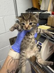 Shelter Stray Male Cat last seen New Bern, NC 28562, New Bern, NC 28562
