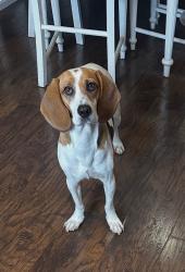 Lost Female Dog last seen Etiwanda ave, Rialto, CA 92376