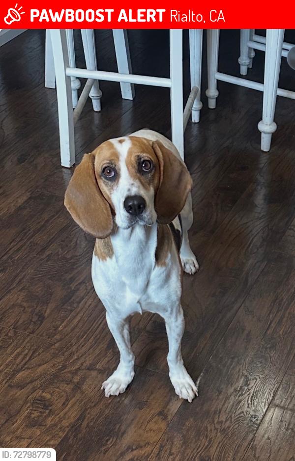 Lost Female Dog last seen Etiwanda ave, Rialto, CA 92376