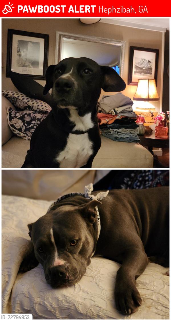 Lost Female Dog last seen Quail ct west and James dr, Hephzibah, GA 30815