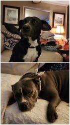Lost Female Dog last seen Quail ct west and James dr, Hephzibah, GA 30815