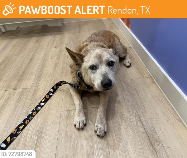 Found/Stray Female Dog last seen Intersection at Levy County Line, Rendon, TX 76028