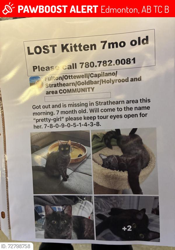 Lost Female Cat last seen Near street and 97 ave Strathearn area, Edmonton, AB T6C 2B9