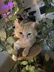 Lost Male Cat last seen Pyramid hwy, 10th st, sparks high school, Sparks, NV 89431