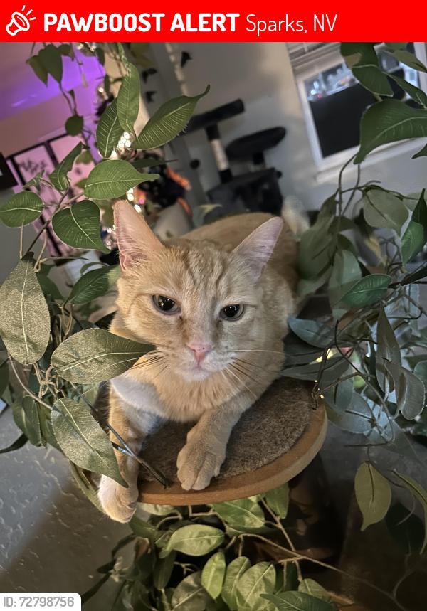 Lost Male Cat last seen Pyramid hwy, 10th st, sparks high school, Sparks, NV 89431