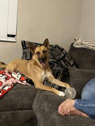 Lost Female Dog last seen Speedway and columbus, Tucson, AZ 85711