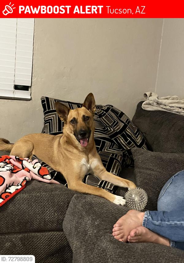 Lost Female Dog last seen Speedway and columbus, Tucson, AZ 85711