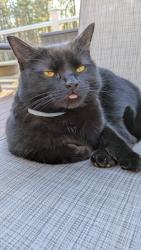 Lost Female Cat last seen Corning community college , Corning, NY 14830