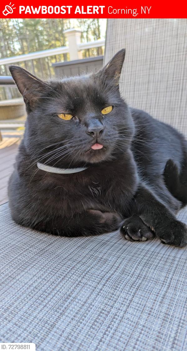 Lost Female Cat last seen Corning community college , Corning, NY 14830