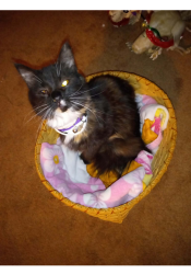 Lost Female Cat last seen Whitmer bus grge, Wernet and Adella st, Toledo, OH 43613