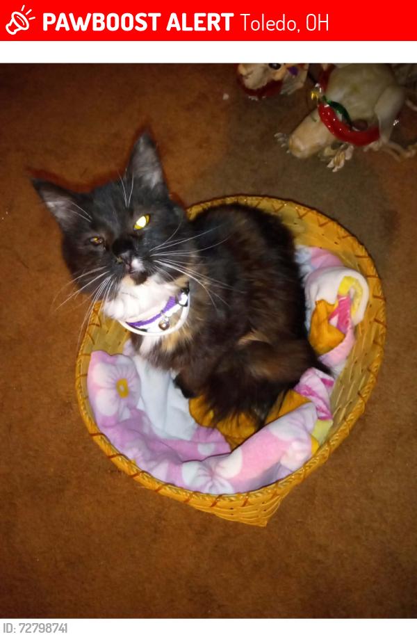 Lost Female Cat last seen Whitmer bus grge, Wernet and Adella st, Toledo, OH 43613