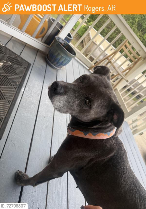 Found/Stray Female Dog last seen Near w mulberry St, Rogers, AR 72756