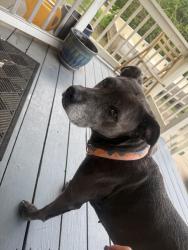 Found/Stray Female Dog last seen Near w mulberry St, Rogers, AR 72756