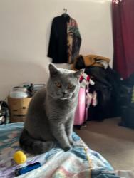 Lost Male Cat last seen Oakhill park , Merseyside, England L13 4BP