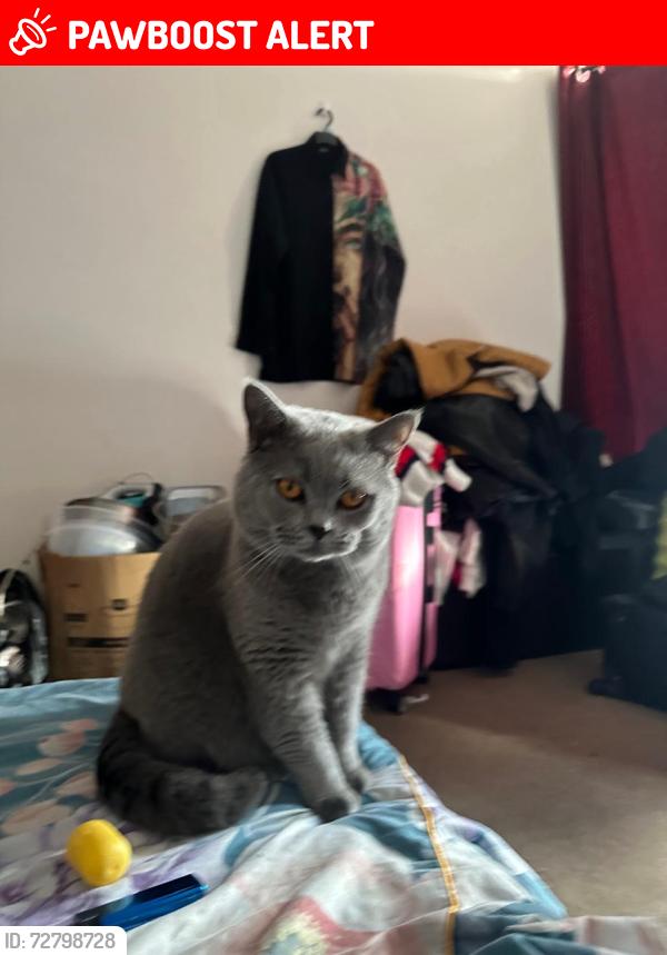 Lost Male Cat last seen Oakhill park , Merseyside, England L13 4BP