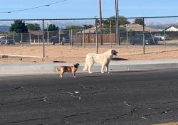 Found/Stray Unknown Dog last seen Bear valley Rd & Navajo rd, Apple Valley, CA 92395