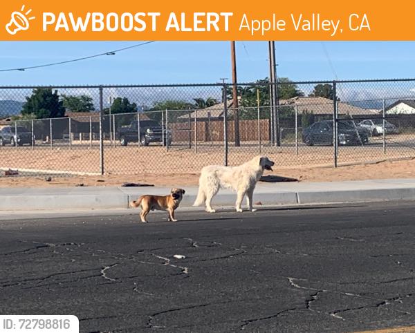 Found/Stray Unknown Dog last seen Bear valley Rd & Navajo rd, Apple Valley, CA 92395