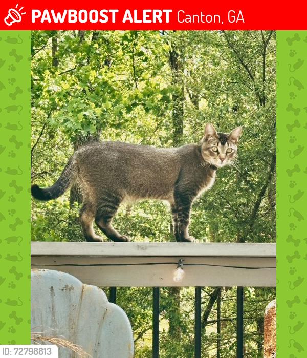Lost Male Cat last seen Smithwick & Wyatt, Canton, GA 30115