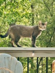 Lost Male Cat last seen Smithwick & Wyatt, Canton, GA 30115