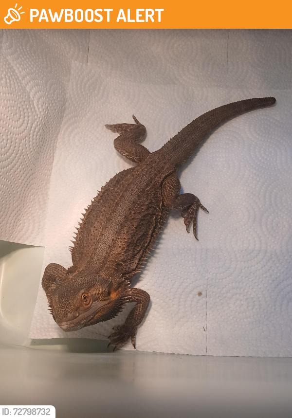 Found/Stray Unknown Reptile last seen parking lot at the Fort Bend Central Appraisal District, Fort Bend County, TX 77471