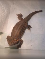 Found/Stray Unknown Reptile last seen parking lot at the Fort Bend Central Appraisal District, Fort Bend County, TX 77471