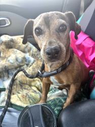 Found/Stray Female Dog last seen Crestview Rd , Midland, TX 79701