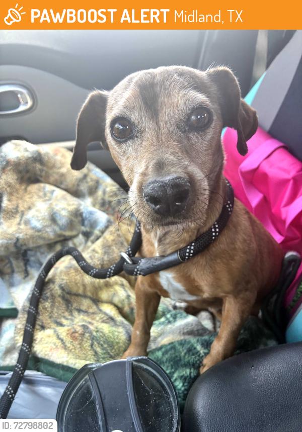Found/Stray Female Dog last seen Crestview Rd , Midland, TX 79701