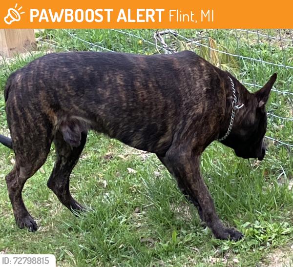 Found/Stray Male Dog last seen Brunswick Avenue / Remington, Flint, MI 48507